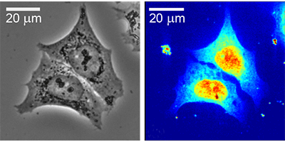 Physics Live Cell Imaging