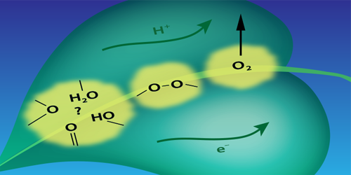 Rapid Evolution of the Photosystem II Electronic Structure during Water ...