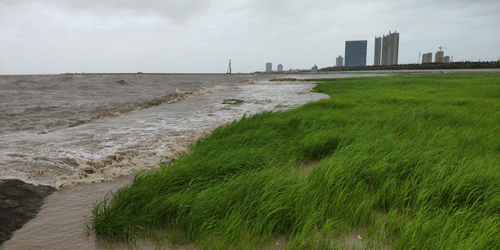 Strong Currents Don’t Faze Salt Marsh Coastal Defenses