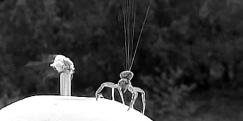 Aerial spider floats on multiple silk threads