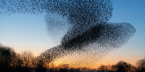 Packed Swarms on Dirt: Two-Dimensional Incompressible Flocks with ...