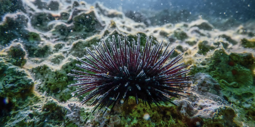 Sea Urchin Sperm Follow Their Noses