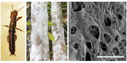 Científicos revelan la morfología del hábitat de la seda