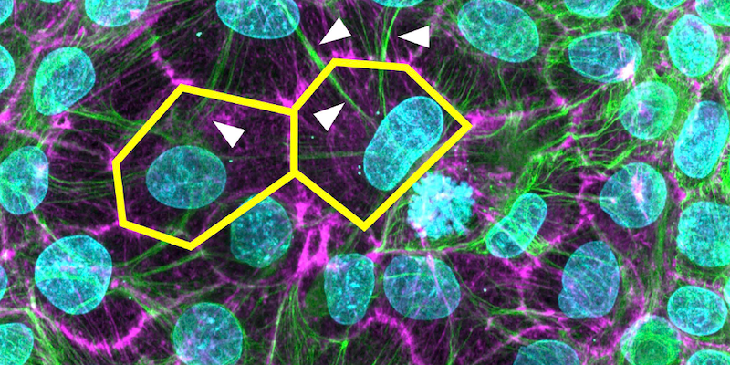Knotted Networks Form Cellular Safety Nets