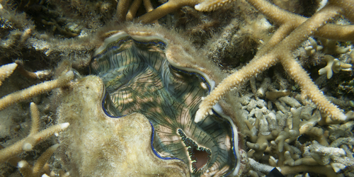 Giant Clams Are Models of Solar-Energy Efficiency