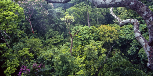 Uncovering Networks in Rainforest Plants
