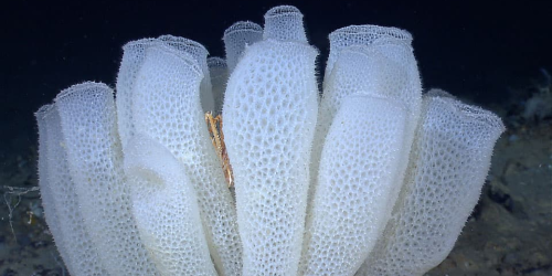 How Water Flows inside a Sea Sponge