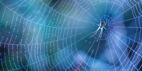 Spider-Inspired Microphone Detects Tiny Gusts of Sound