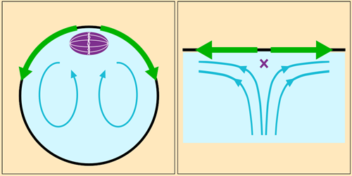 Fluid Flow Anchors Intracellular Structure