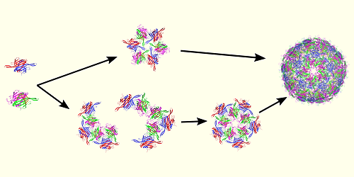 RNA-induced Allosteric Coupling Drives Viral Capsid Assembly | PRX Life