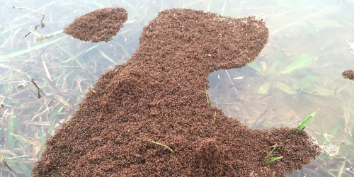 Propiedades materiales de las balsas de hormigas bravas.