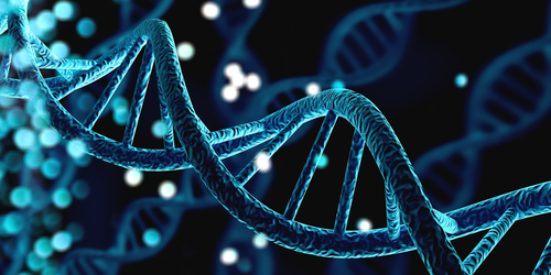 How Having Extra Chromosome Sets Shapes Evolution