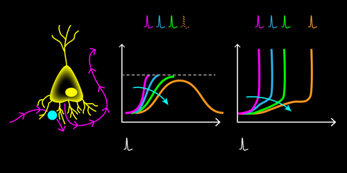 Spike Mechanism of Biological Neurons May Boost Artificial Neural Networks