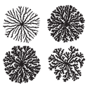 Branching pattern formation that reflects the history of signal ...