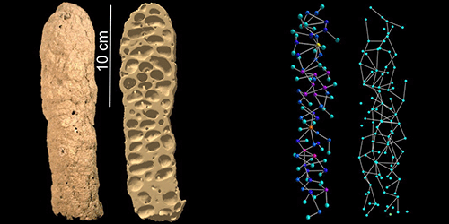 Network-based model of the growth of termite nests | Phys. Rev. E