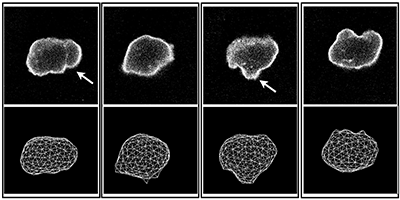 Volume Changes During Active Shape Fluctuations in Cells | Phys. Rev. Lett.
