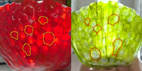 Physics - Modeling Tissue Mechanics with Molten Glass - Vimarsana News