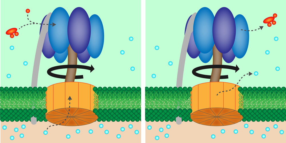 Figure caption